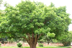 Dillenia indica